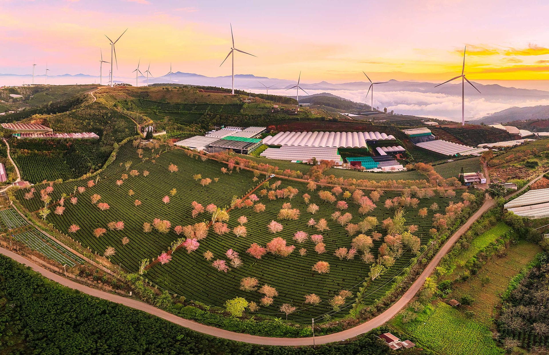 Năng lượng xanh trên đồi chè Cầu Đất đồi chè Cầu Đất, phường Xuân Trường - Đà Lạt, tỉnh Lâm Đồng_Ảnh: ape.gov.vn