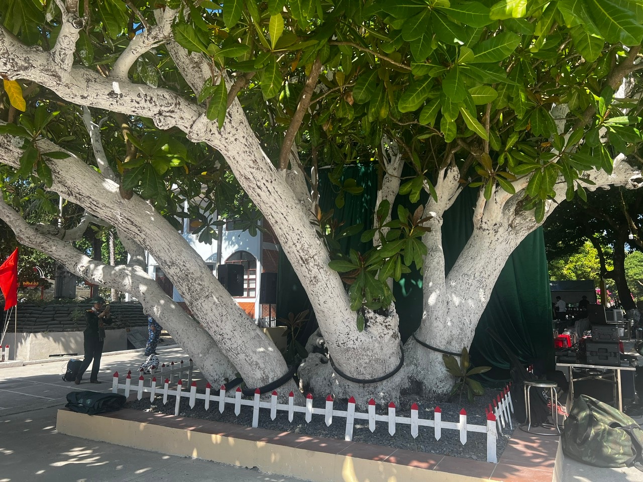 cay-bang.jpg