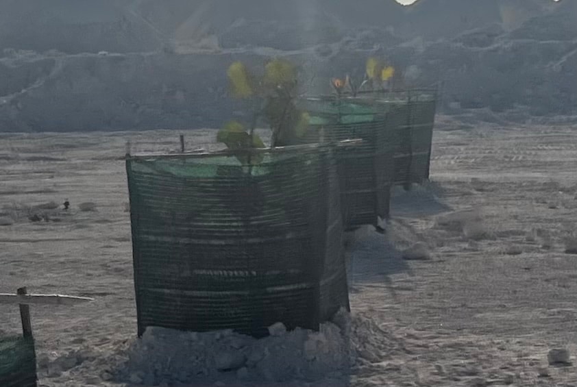 cay-moi.jpg
