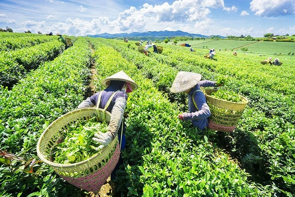 che-thai-nguyen.jpg