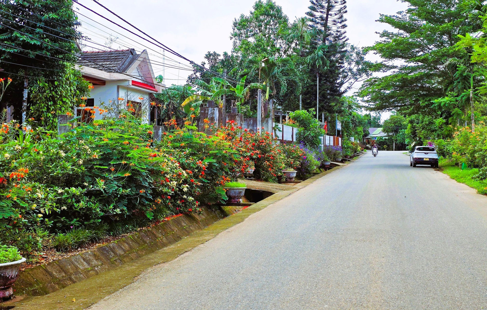 anh1-camlo.jpg