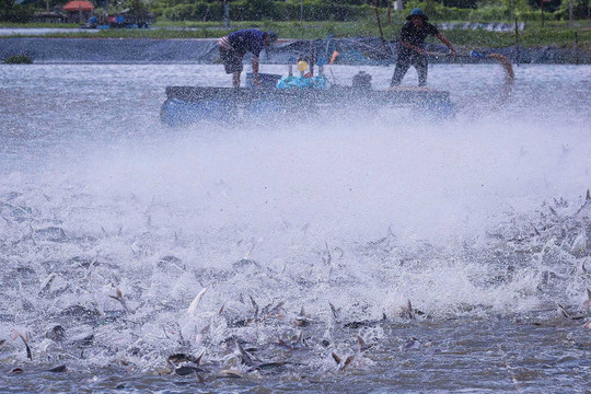 Hợp tác đưa cá tra vươn ra biển lớn