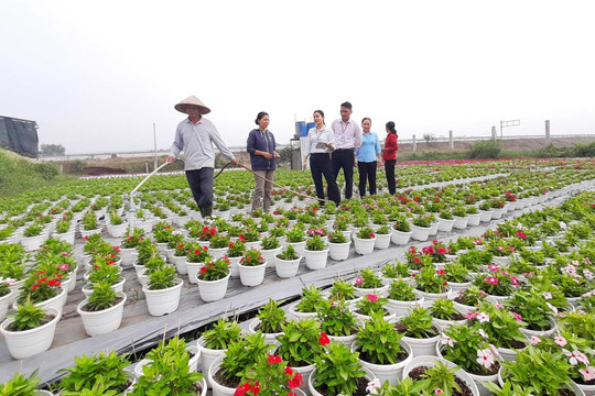Thành phố Hồ Chí Minh: Đầu tàu triển khai tín dụng chính sách xã hội