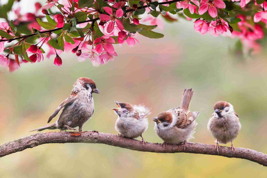 Tiếng bầy chim hạnh phúc