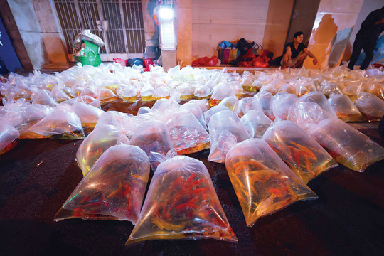 Lạ lùng phiên chợ khuya, soi đèn chọn cá