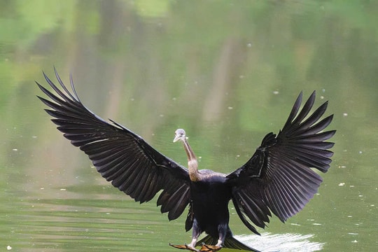 Thế gian có bao nhiêu màu sắc, chim ở Singapore đủ ngần ấy...