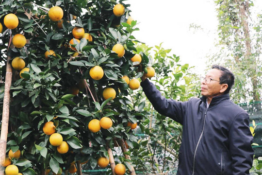 Những đảng viên tiêu biểu lặng lẽ giữa sống đời, sống đạo