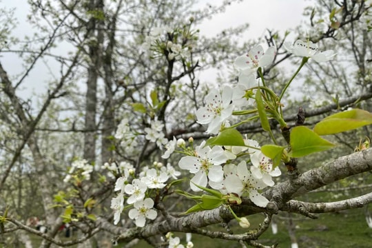 Cổ tích miền lê trắng Hồng Thái