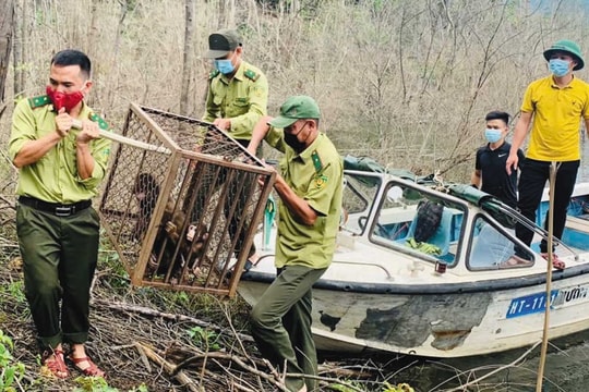 Từ “cơn sốt săn khỉ” đến bảo tồn động vật hoang dã