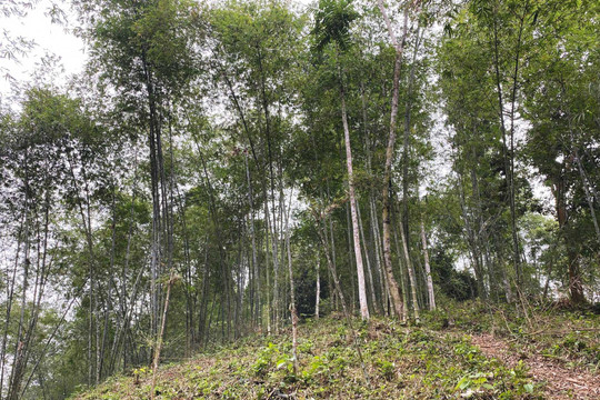 “Rừng luồng Lang Chánh” trong vườn cây bên Lăng Bác