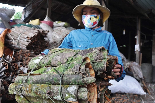 Vùng chuyên canh dược liệu: Điểm khởi đầu cho một ngành công nghiệp nhiều triển vọng