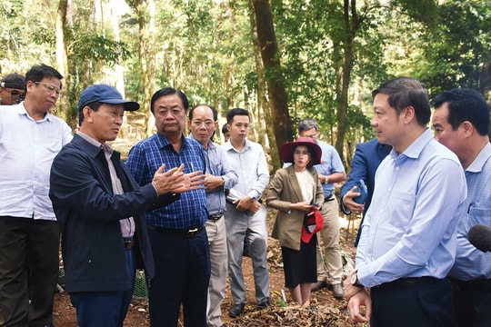 Kon Tum bảo tồn, phát triển sâm Ngọc Linh