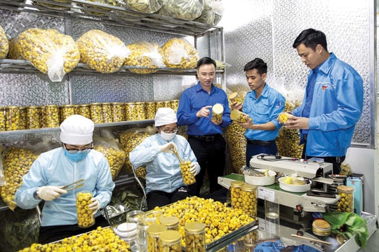 Quảng Ninh phát triển cây dược liệu dưới tán rừng