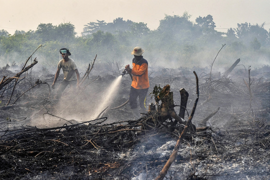 Mối đe dọa đến sản xuất lương thực toàn cầu