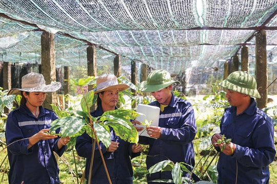 Thực trạng và chính sách phát triển dược liệu Việt Nam