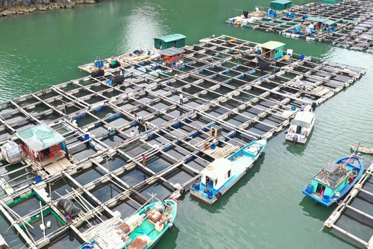 Tiềm năng và giải pháp phát triển kinh tế biển ở đặc khu Vân Đồn, tỉnh Quảng Ninh