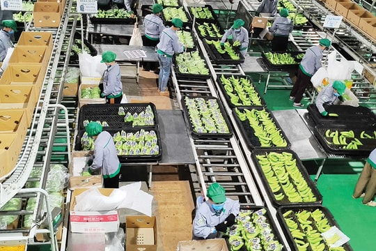 Tham gia chuỗi giá trị toàn cầu: Cơ hội và thách thức đối với hàng nông sản Việt Nam