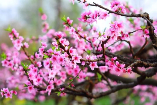 Từ lời ca mùa xuân đến khát vọng vươn mình của dân tộc