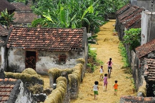 Mùa hong những sợi tơ vàng