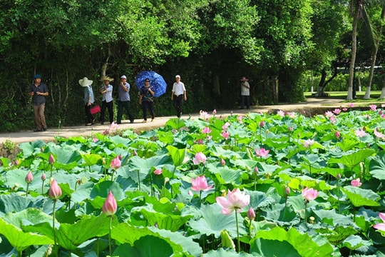 Mùa hoa sen tháng 5