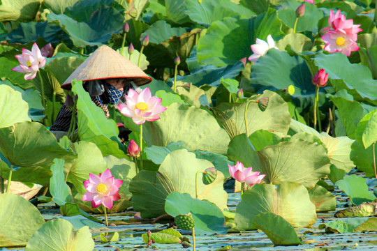 Sen hồng bên dòng Bạch Đằng lịch sử