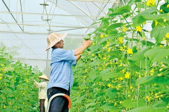 Thành phố Bắc Ninh kiến tạo nền nông nghiệp xanh trong không gian phát triển mới
