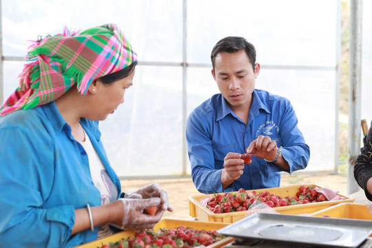 Đảng viên tiên phong phát triển kinh tế nông nghiệp hiện đại, bền vững