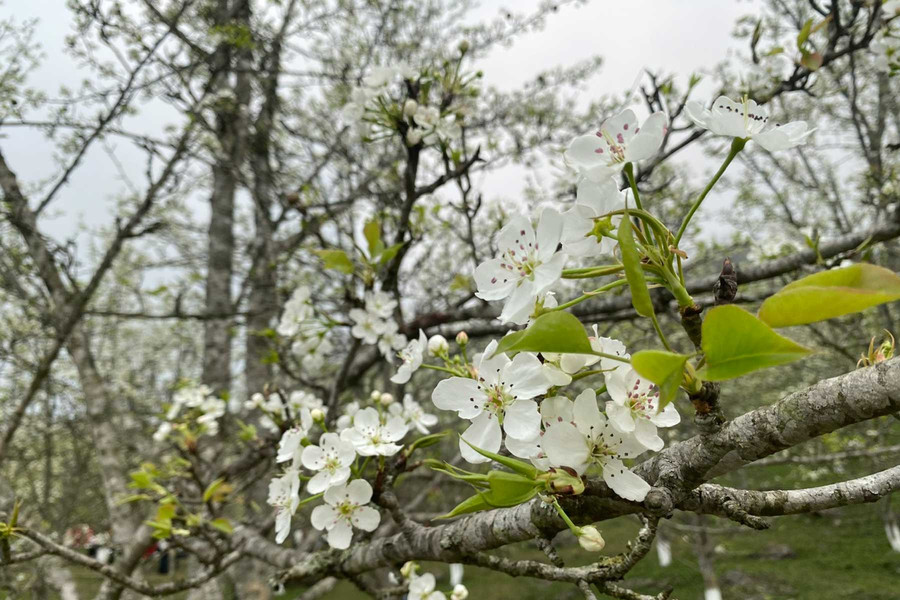 Cổ tích miền lê trắng Hồng Thái