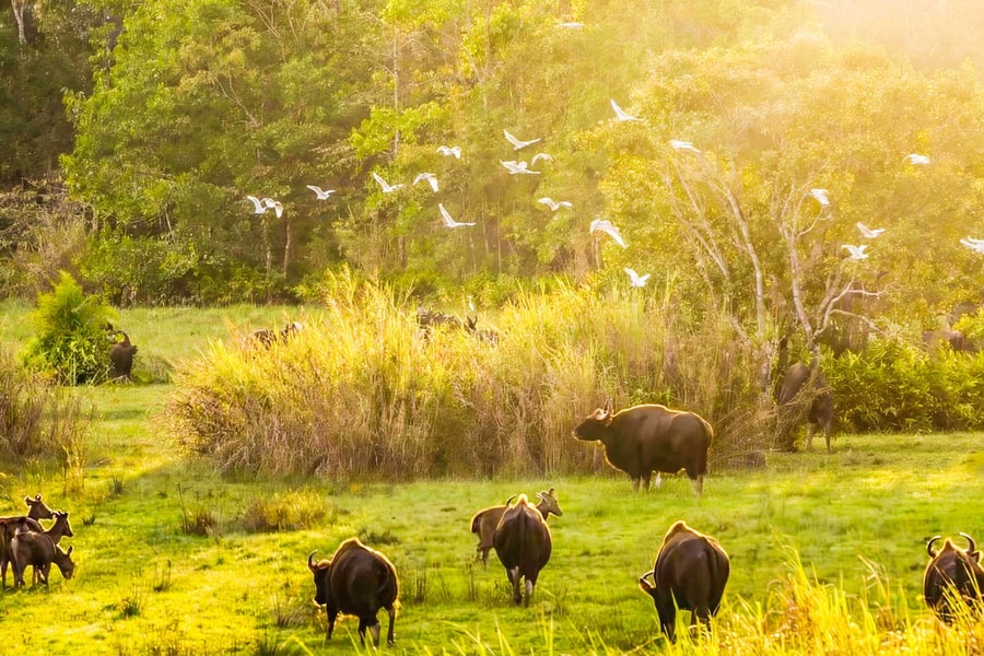 “Kho báu” đa dạng sinh học ở Vườn Quốc gia Cát Tiên