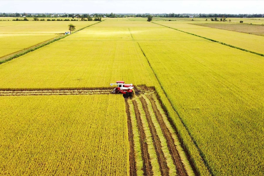 Nông nghiệp Việt Nam: Từ “trụ đỡ” an sinh đến “bệ phóng” phát triển